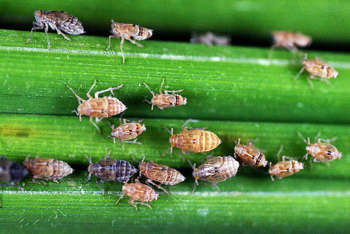 Agricultural Insecticides
