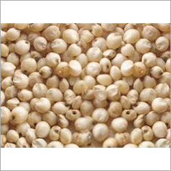 Sorghum Millet