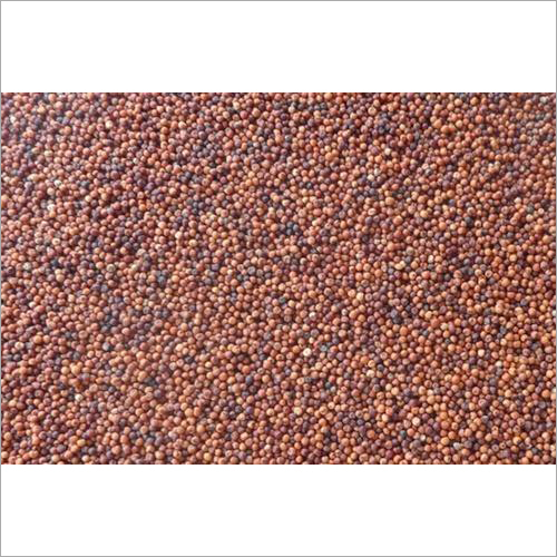 Ragi Millet - Organic Brown, Bulk Packaging | High Calcium, Strong Bones, Low Moisture, Pure and Fresh