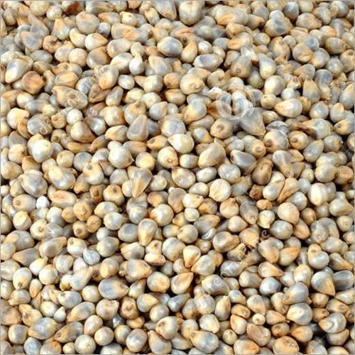 Pearl Millet - Gray Bulk Packaging | High Fiber Hygienically Processed Less Than 1% Impurities Uniform Size