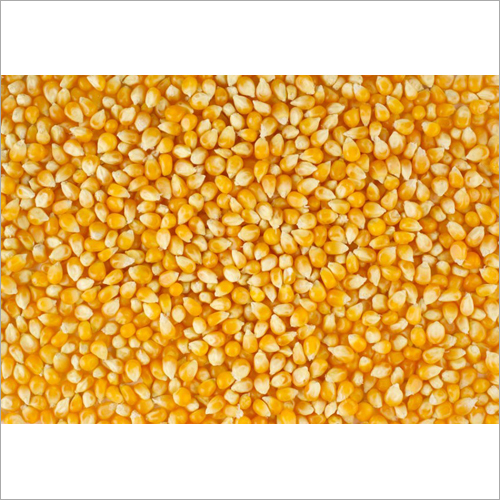 Corn Seeds