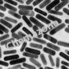 Gold Nanorods