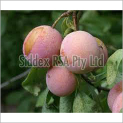 Fresh Ariel Plum