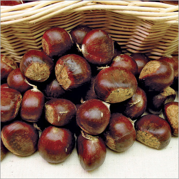 Organic Chestnuts By SPINEL CO., LTD.