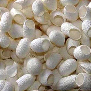 White Cut Cocoon