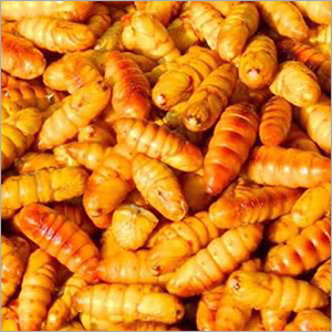 Silk Worm Pupae