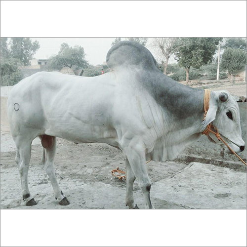 Dairy HF White Bull Dairy HF White Bull