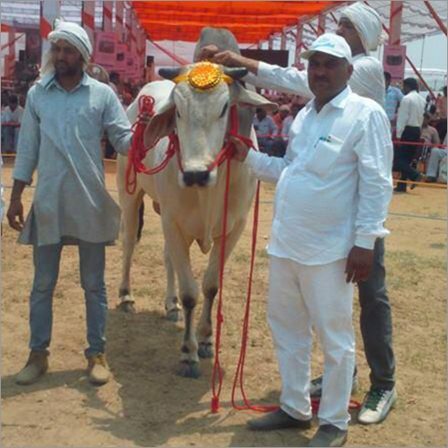 Pure White Bull Pure White Bull