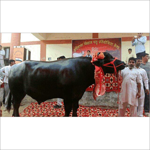 Indian Murrah Bull Indian Murrah Bull