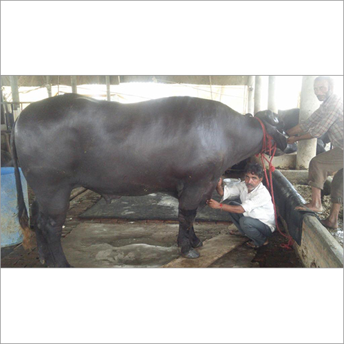 Black Murrrah Bull
