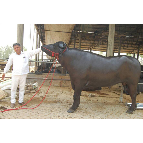 Pure Murrah Bull Breed Pure Murrah Bull Breed