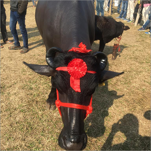 Pure Desi Murrah Buffalo Pure Desi Murrah Buffalo