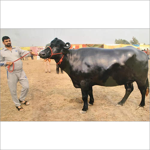 Black Murrah Buffalo