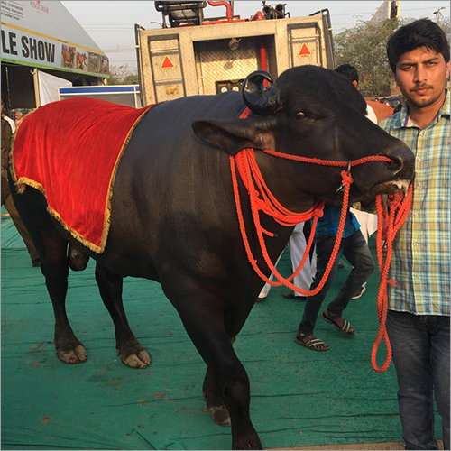 Pure Murrah Buffalo at Best Price in Panipat, Haryana | Golu Dairy Farm