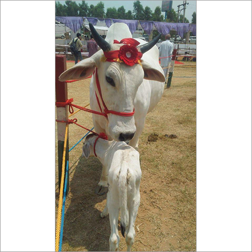 White HF Cow White HF Cow