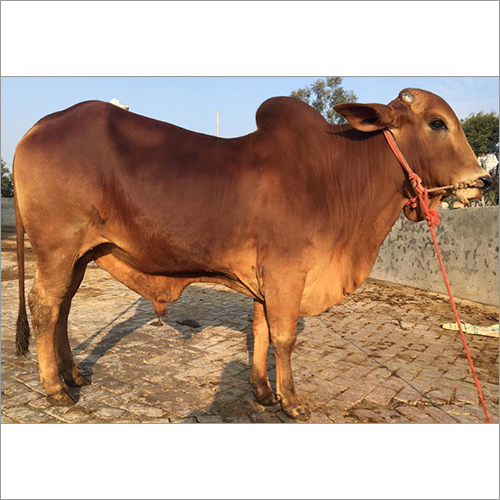 Pure HF Cow Pure HF Cow