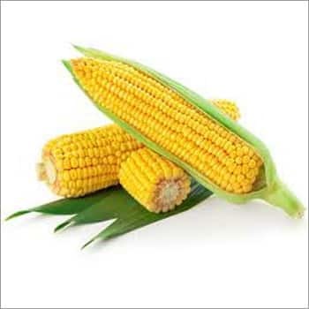 Yellow-Maize