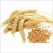 Orgnic Wheat