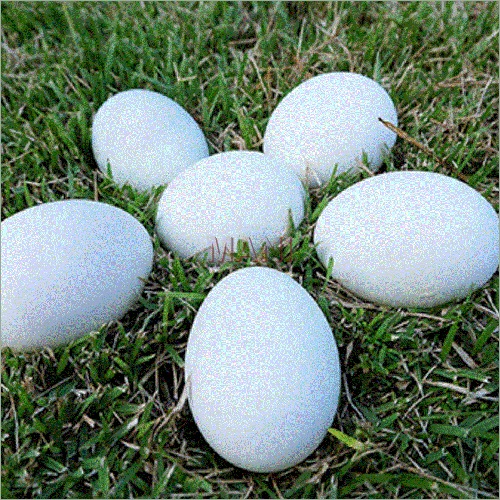 Pure Farm White Eggs