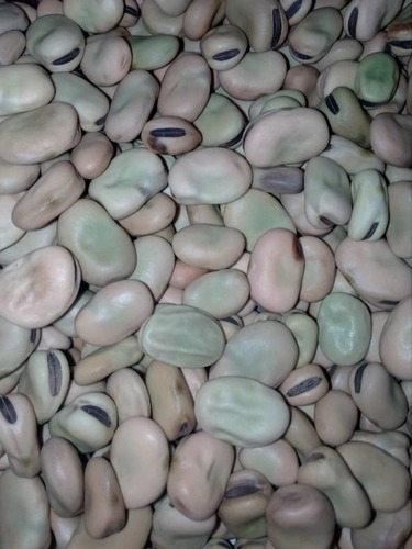 Broad Bean Seed By HALKAYAN INDUSTRY AND TRADING P.L.C.
