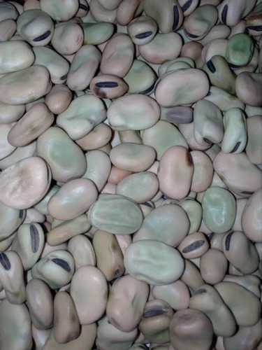 Broad Bean Seed