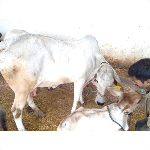 Dairy Cow - Dairy Cow Suppliers, Dealers & Wholesalers