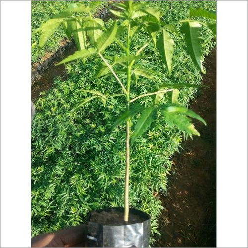 Melia Dubia Plants