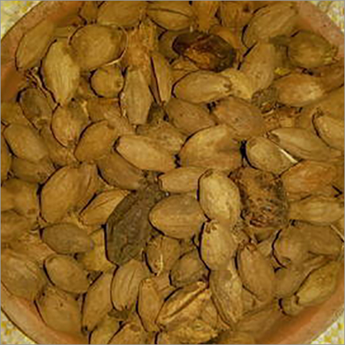 Melia Dubia Seeds