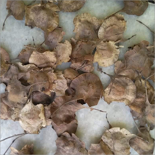 Red Sandalwood Seeds