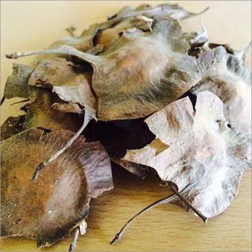 Red Sandal Plants Seeds