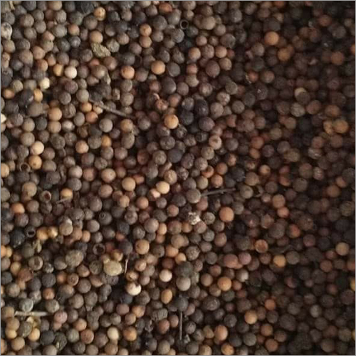 White Sandalwood Seed