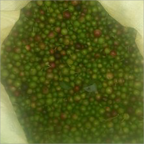 Curry Leaf Plant Seeds