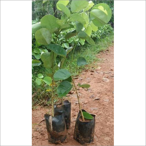 Red Sandalwood Plant Seed