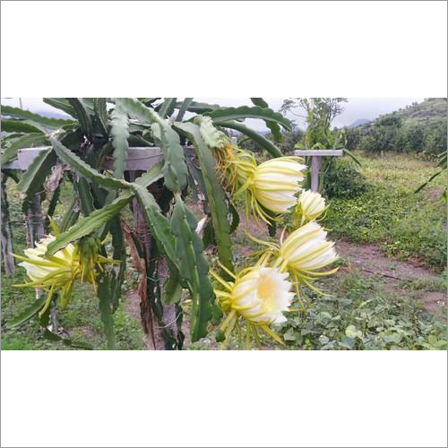 Fresh Dragon Fruit Plants