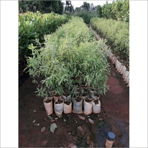 White Sandalwood Plant