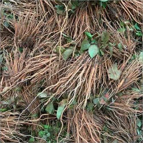 Teak Plants