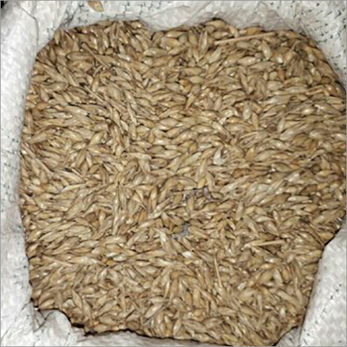 Bamboo Plant Seeds