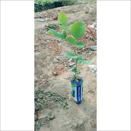 Red Sandalwood Plant Roots