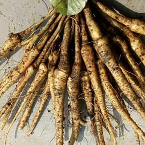Sandalwood Tree Roots