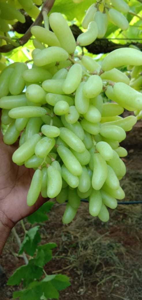 Premium Quality Super Sonaka Grapes