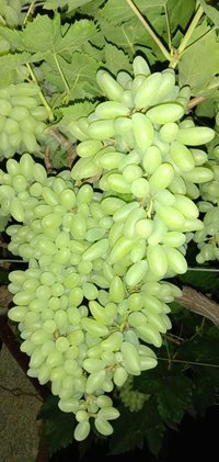Premium Quality Super Sonaka Grapes