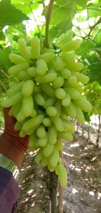 Super Quality Super Sonaka Grapes