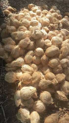 Brown Color Fresh Coconut