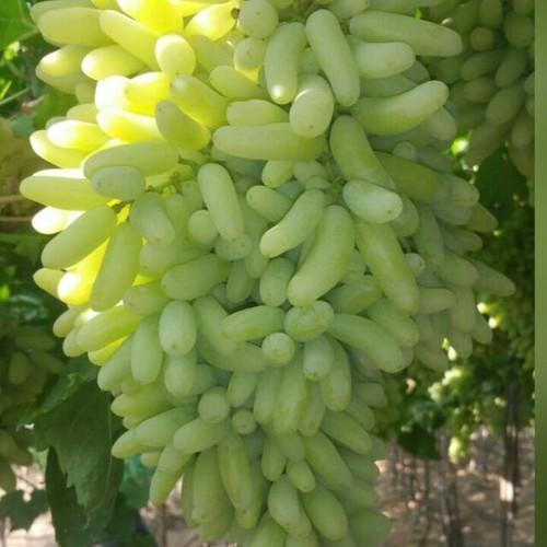 KGCPL Super Sonaka Grapes