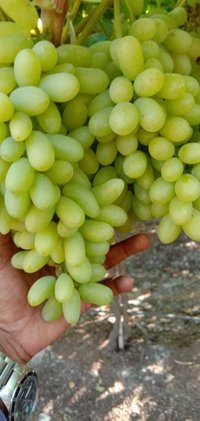 KGCPL Super Sonaka Grapes
