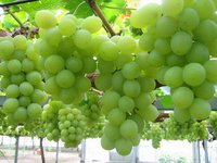 KGCPL Super Sonaka Grapes