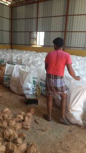 Indian Yellow Coconut