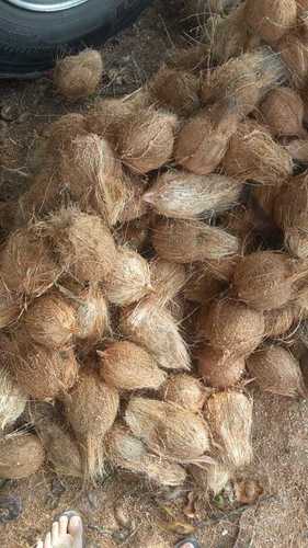 Leading Price Indian Semi Husked Coconuts