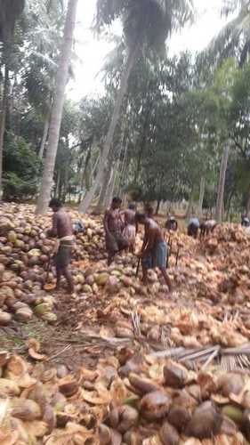 Indian Cultivated Fresh Coconut