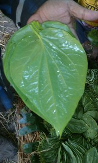 betel Leaves